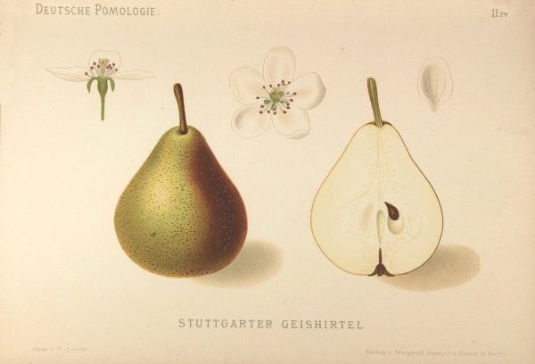 "Deutsche Pomologie - Birnen - 024" Zeichnung von Wilhelm Lauche (1827-1883)