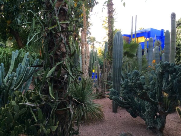 Pflanzen aus 5 Kontinenten: Jardin Majorelle in Marrakech - Foto © Welz